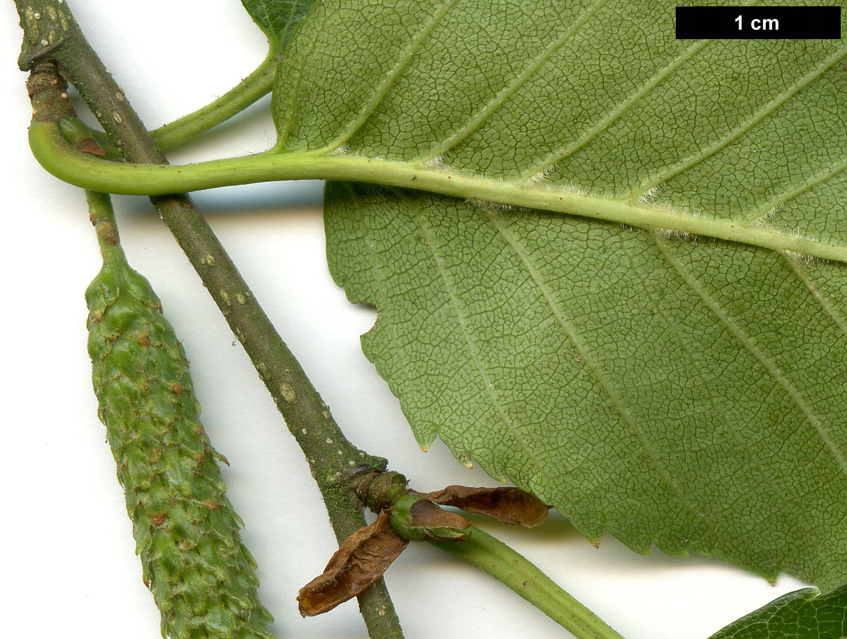 High resolution image: Family: Betulaceae - Genus: Betula - Taxon: utilis - SpeciesSub: subsp. utilis